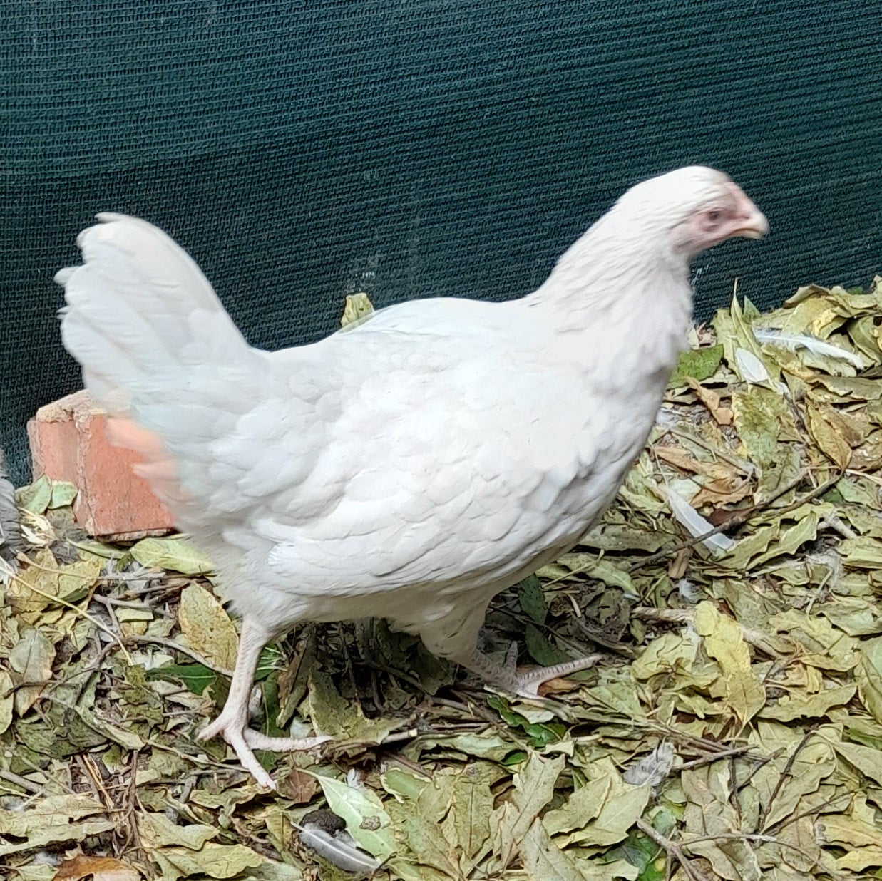 Easter Egger Chickens